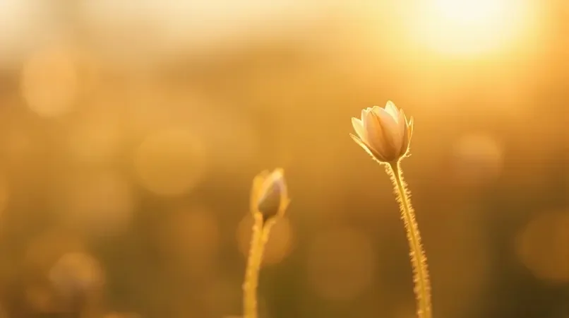 花开有时 - 等待一朵花开 - 蓝莓视频